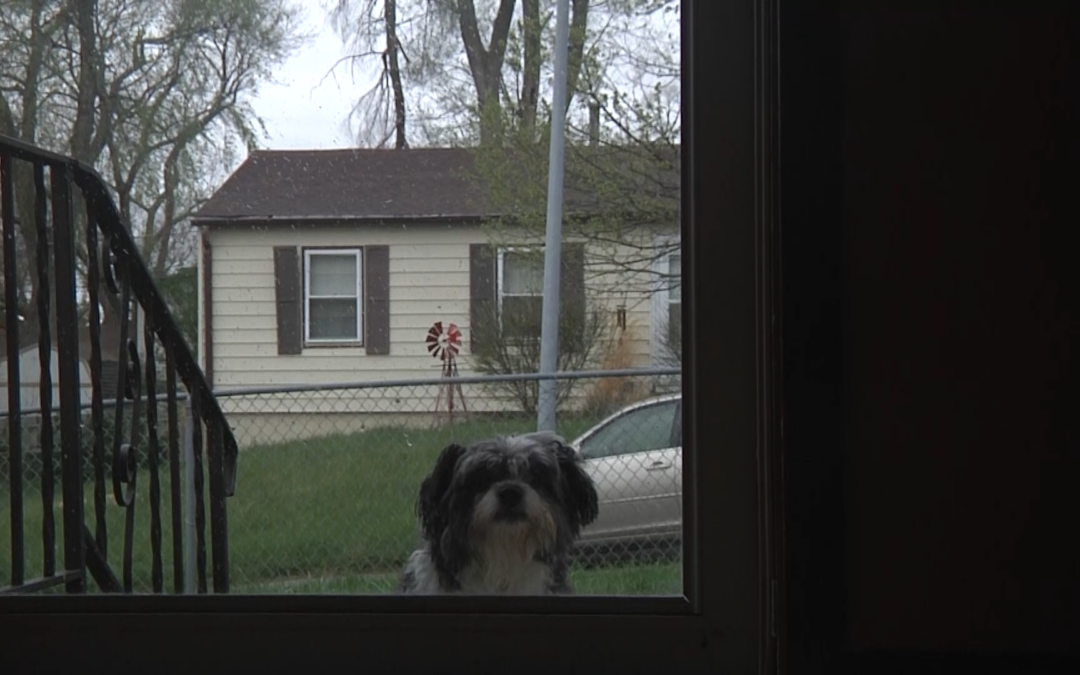 Dogs In The Wild