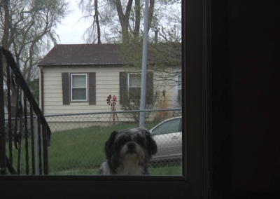 Dogs In The Wild